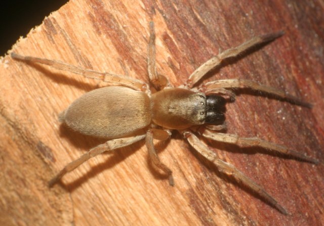 Clubionabrevipes (4).jpg Last modified 20190818 181525